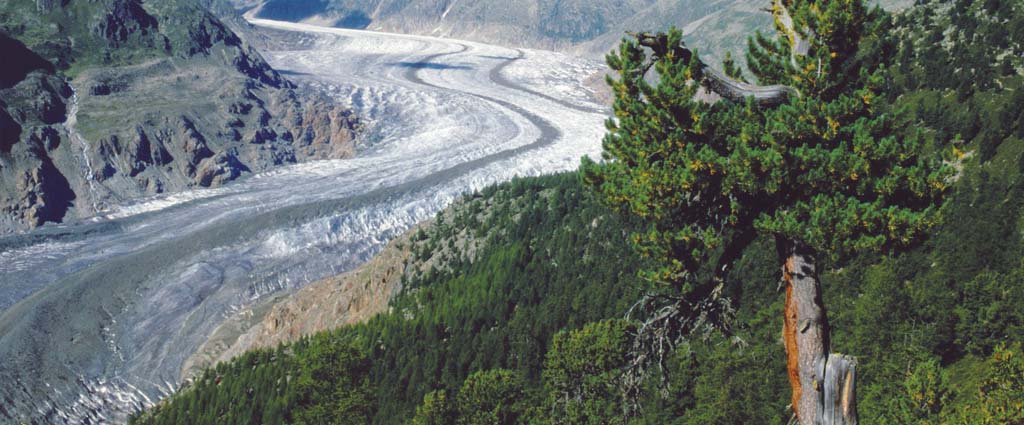 Forêt d'Aletsch