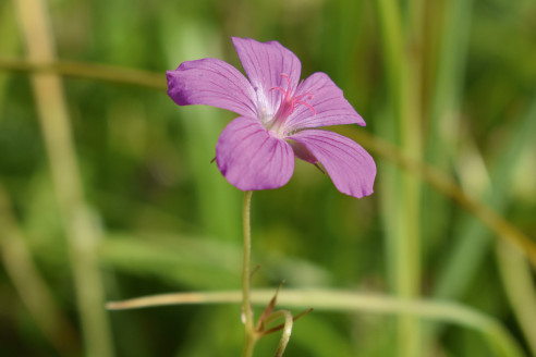 Géranium des marais