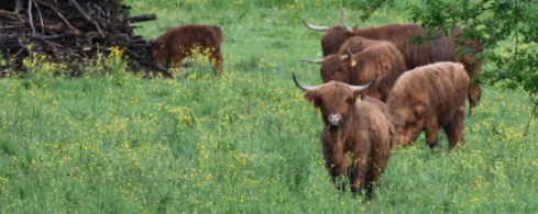 Vaches Highland