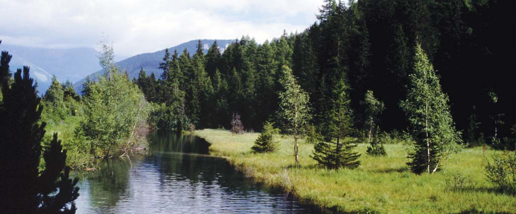 Marais de Champex