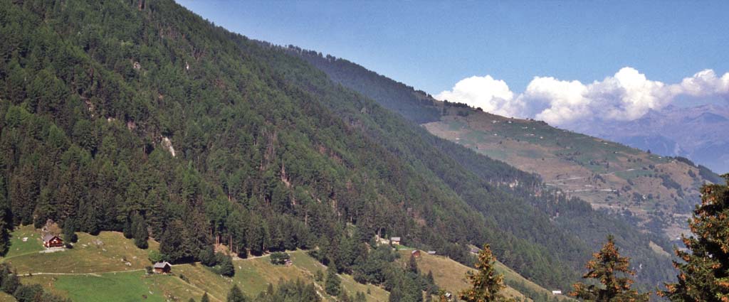 Forêts de Nendaz