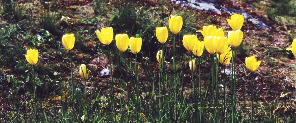 Tulipes de Grengiols