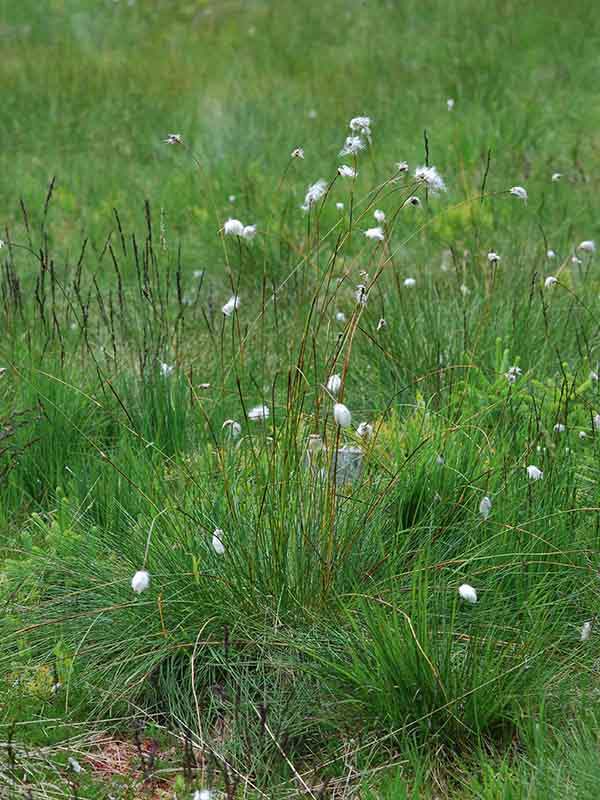 Linaigrette engainante<