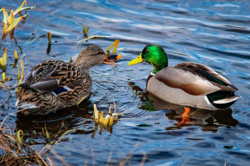 Canard Colvert