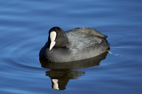 Foulque Macroule