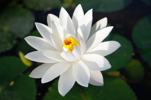 Lotus blanc