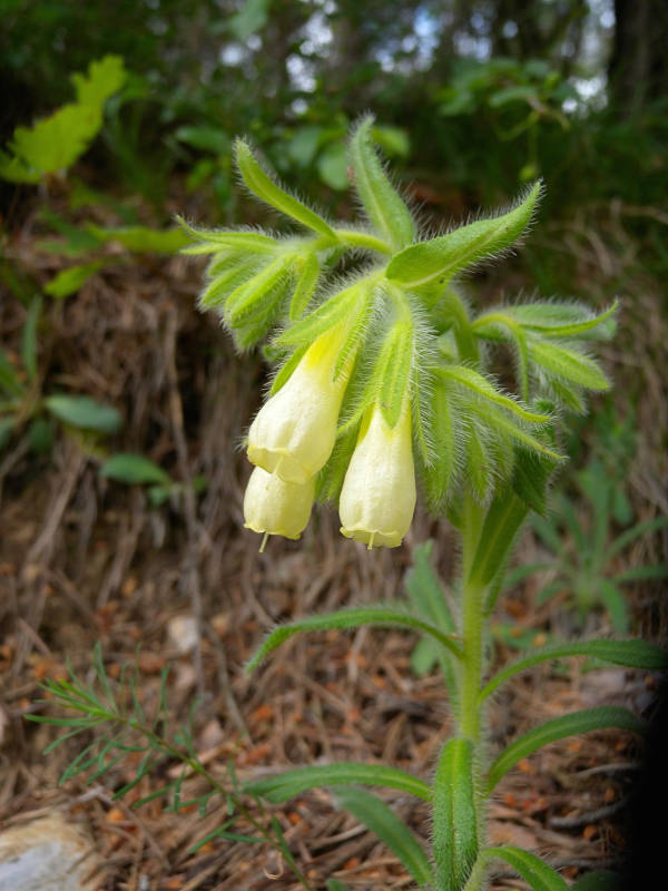 Onosma de Suisse