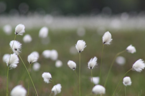 Linaigrette de Scheuchzer