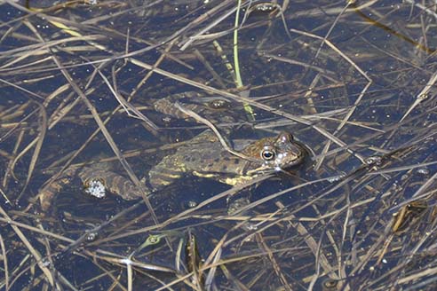 Grenouille rousse