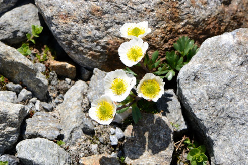 Renoncule des glaciers