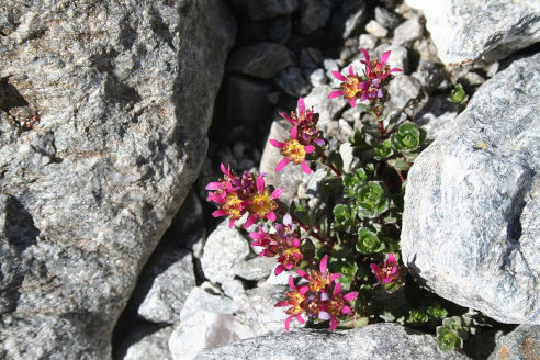 Saxifrage à deux fleurs