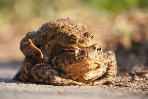 Crapaud Commun