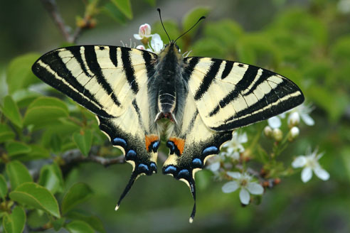 Papillon "Le flambé"