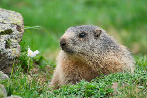 Marmotte des alpes