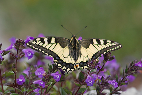 Papillon Machaon