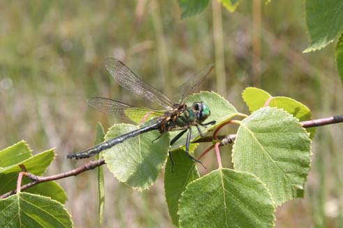 Arktische Smaragdlibelle