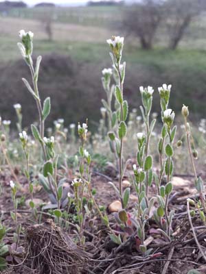 Arabette auriculée