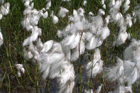 Linaigrette de Scheuchzer