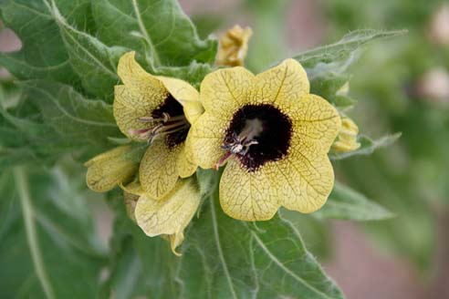 Schwarze Bilsenkraut