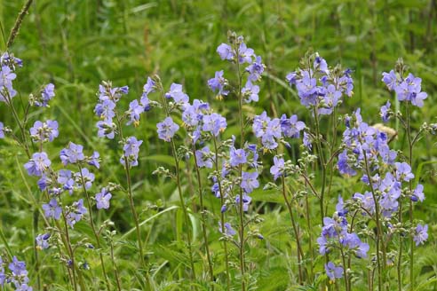 Polémoine bleue