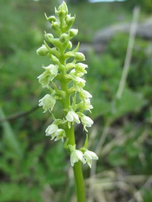 Orchis miel