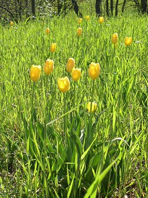 Tulipes de Grengiols