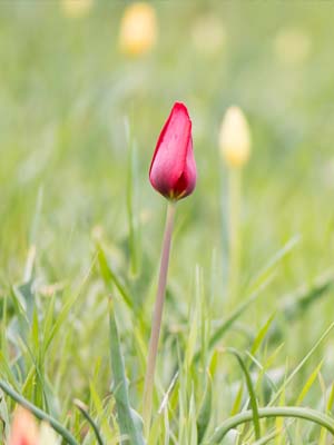 Tulipe de Grengiols