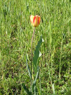 Tulipes de Grengiols