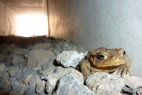 Crapaud commun dans le passage à batraciens