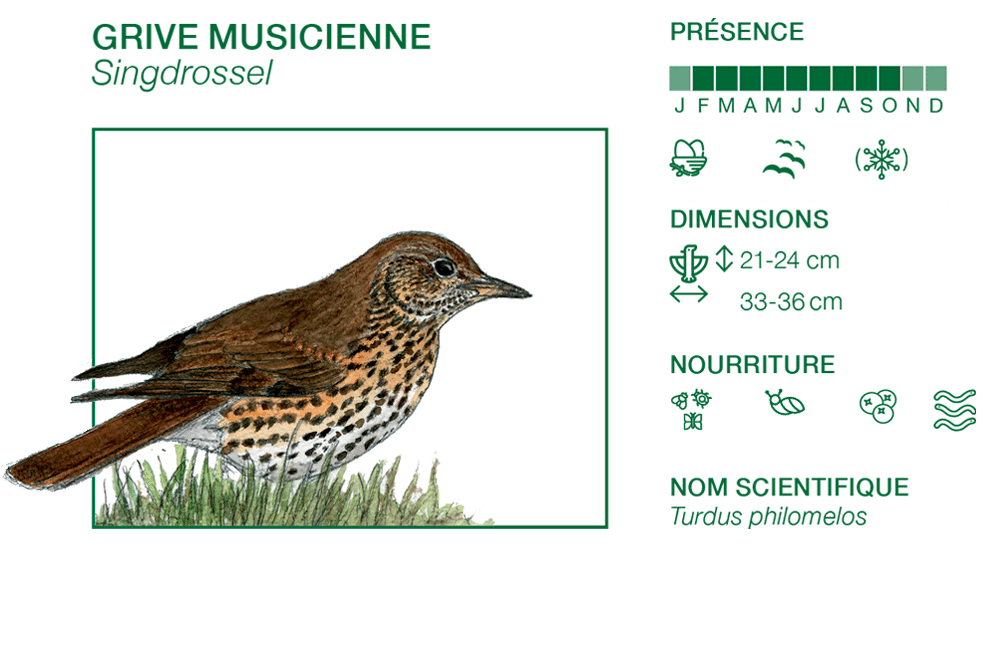 Grive musicienne