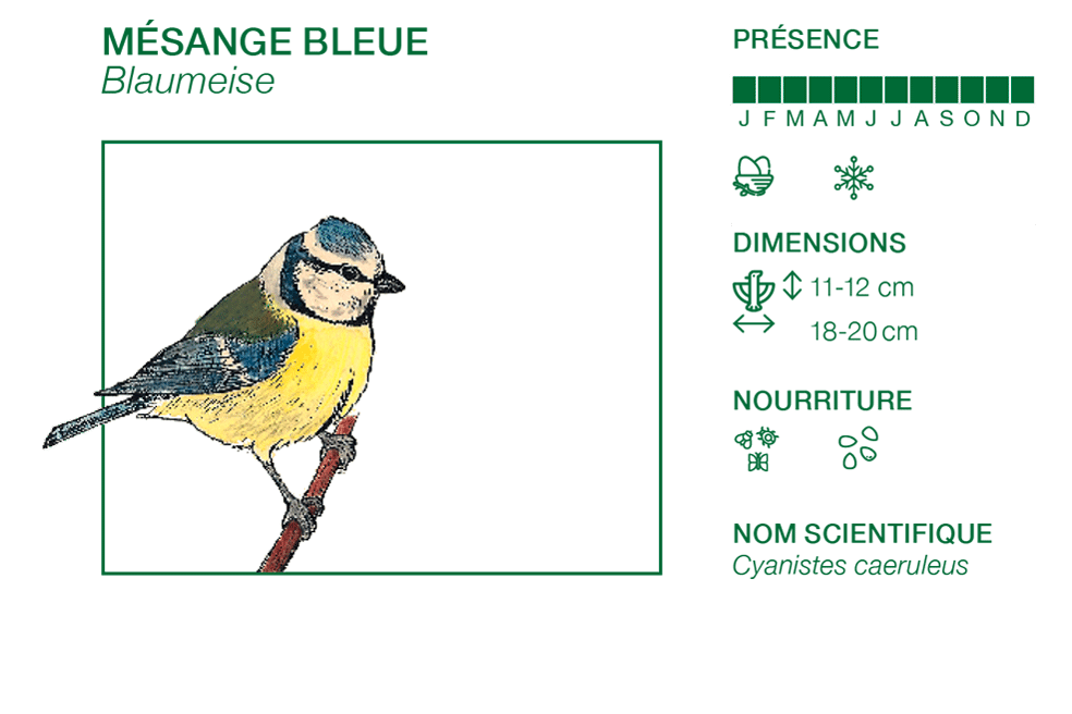 Mésange bleue