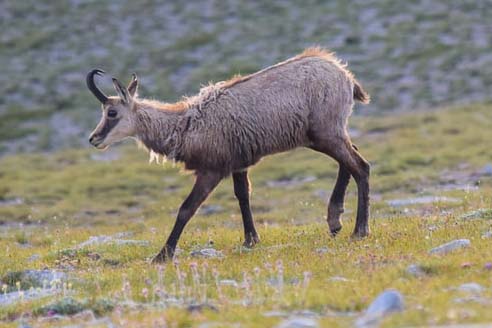 Chamois