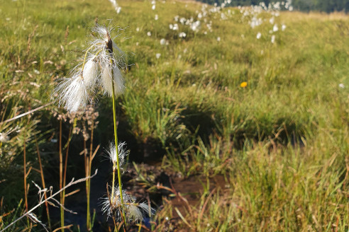 Linaigrette à larges feuilles
