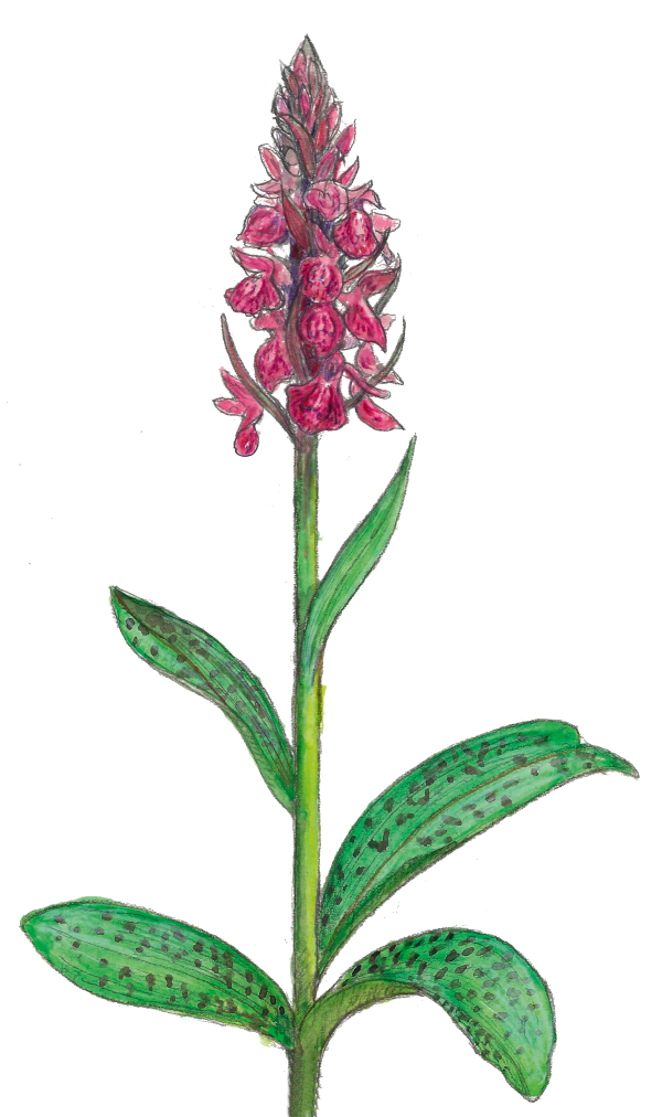 Orchis à larges feuilles