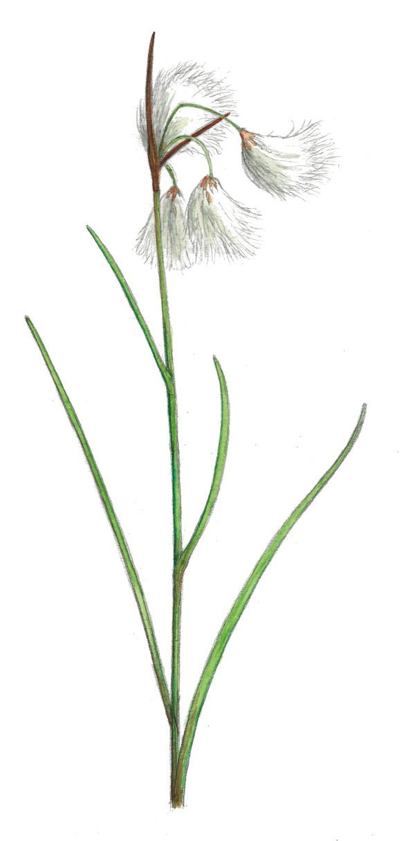 Linaigrette à larges feuilles