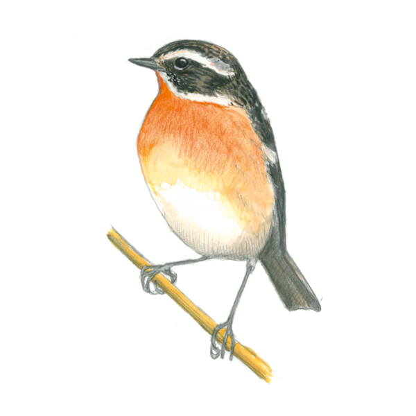 Braunkehlchen 