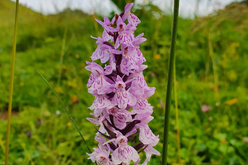 Fuchs' Gefleckte Fingerwurz