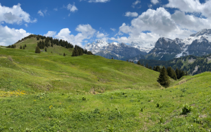 Pisa-Ripaille