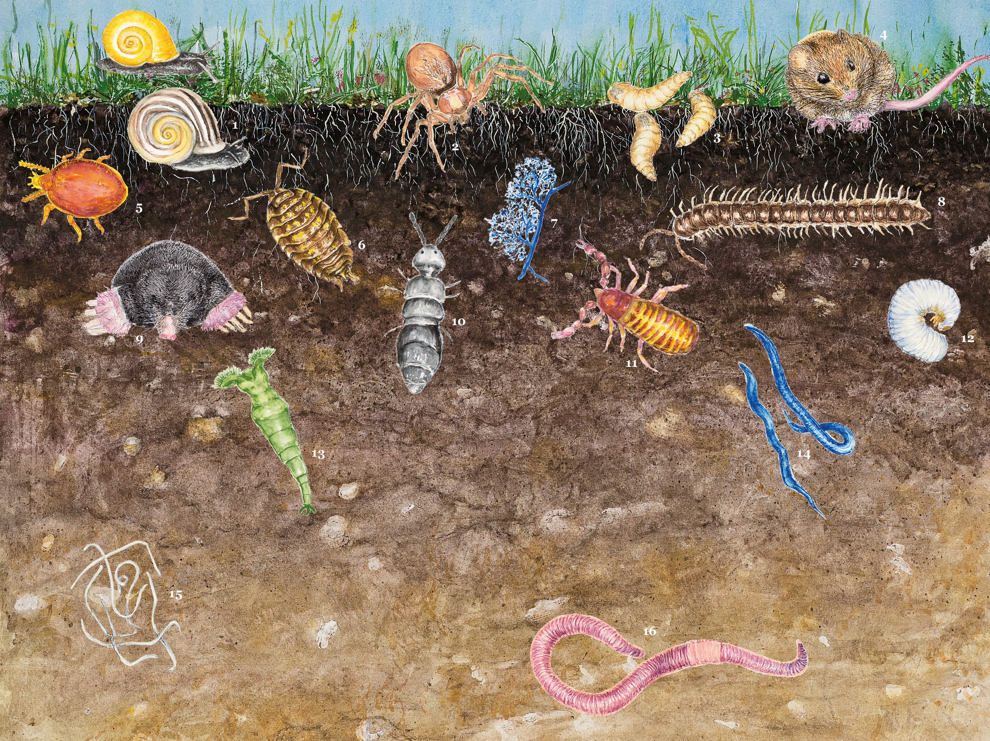 La vie du sol (c) A. Bieri & S. Bieri