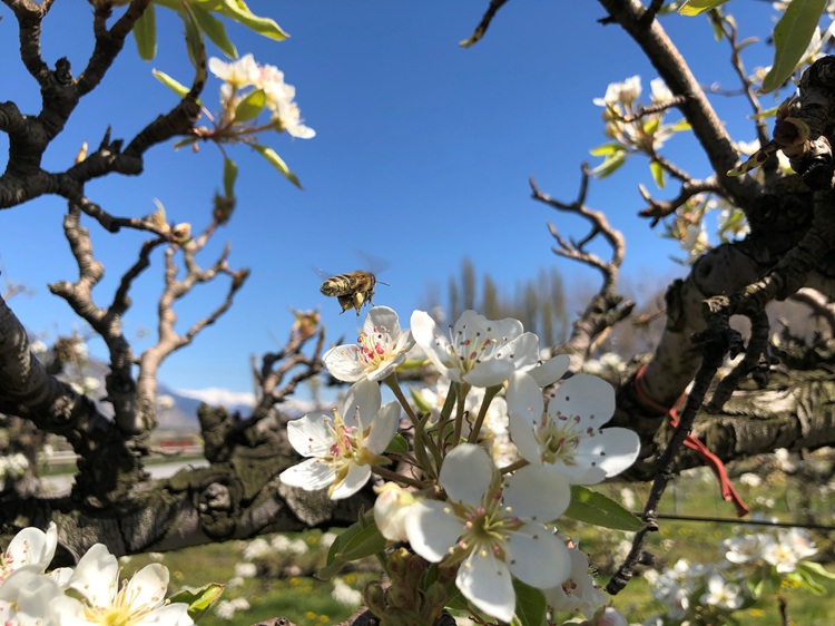 Foo alt-image description