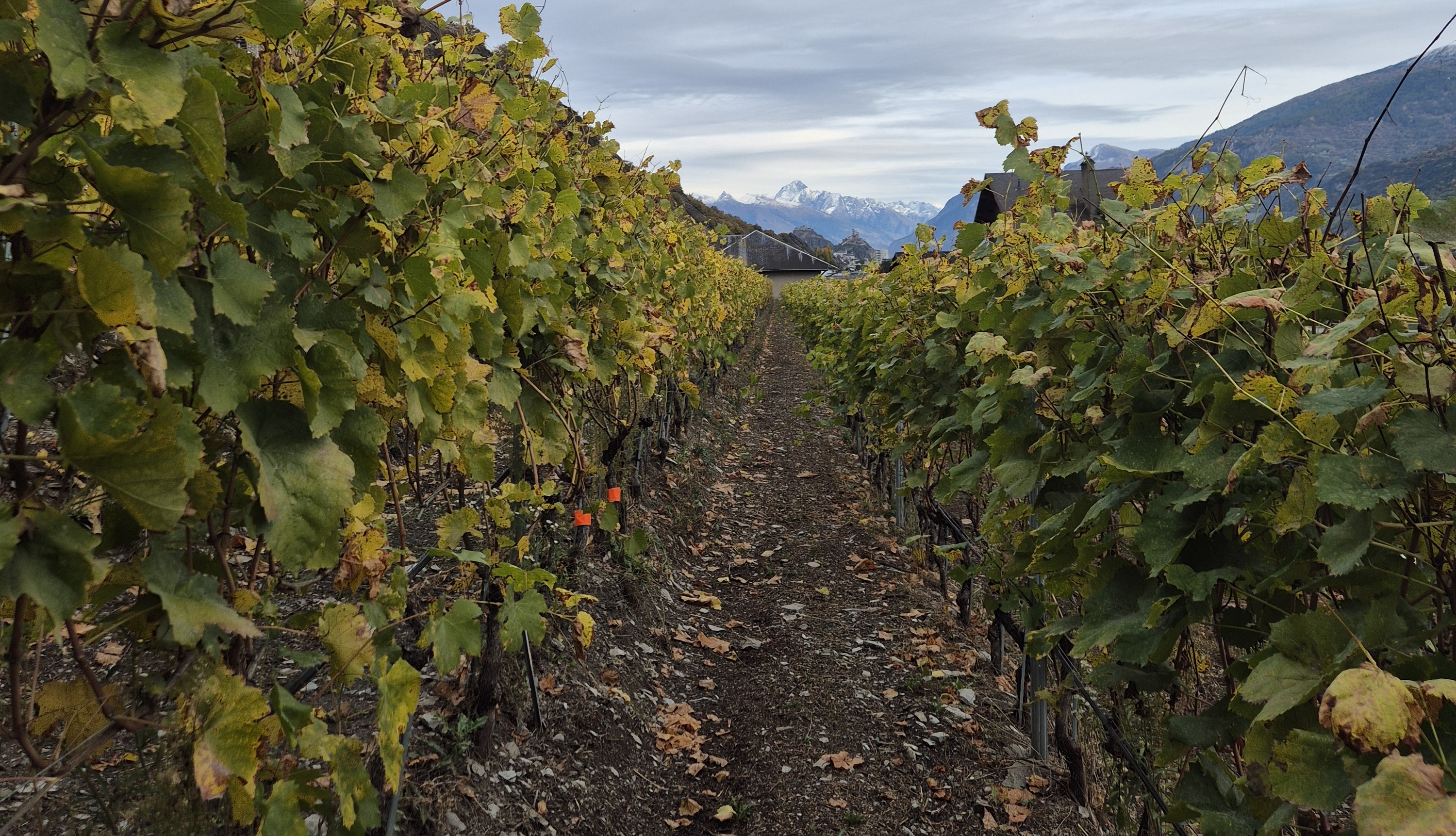 Foo alt-image description