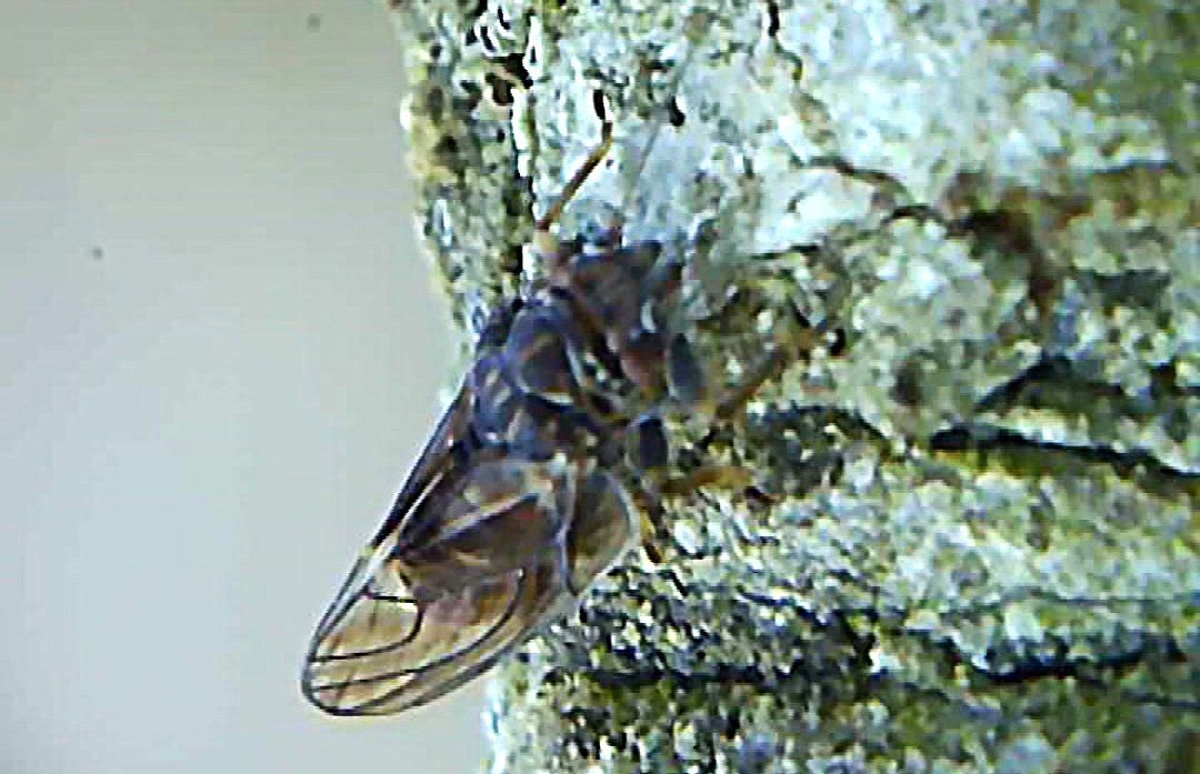 Foo alt-image description