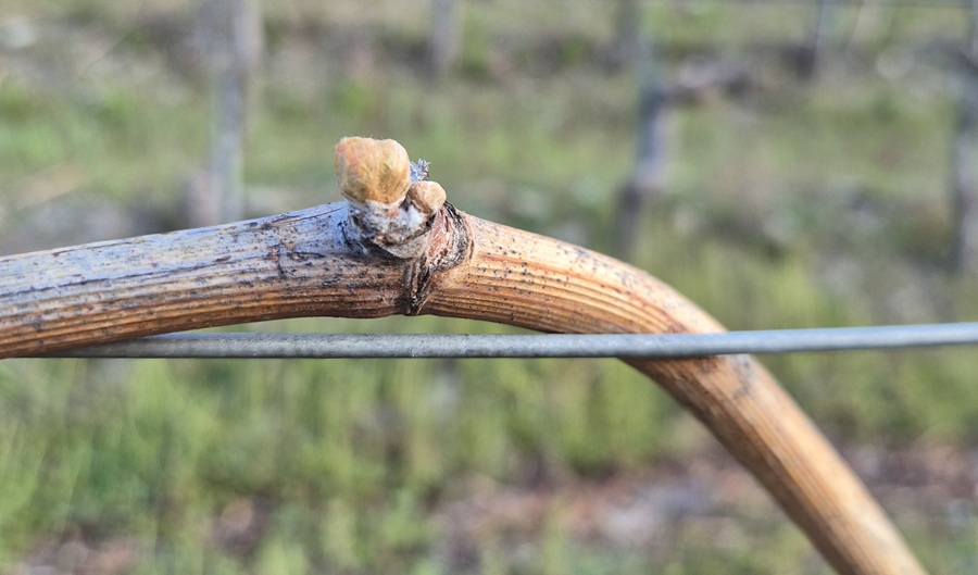 Foo alt-image description