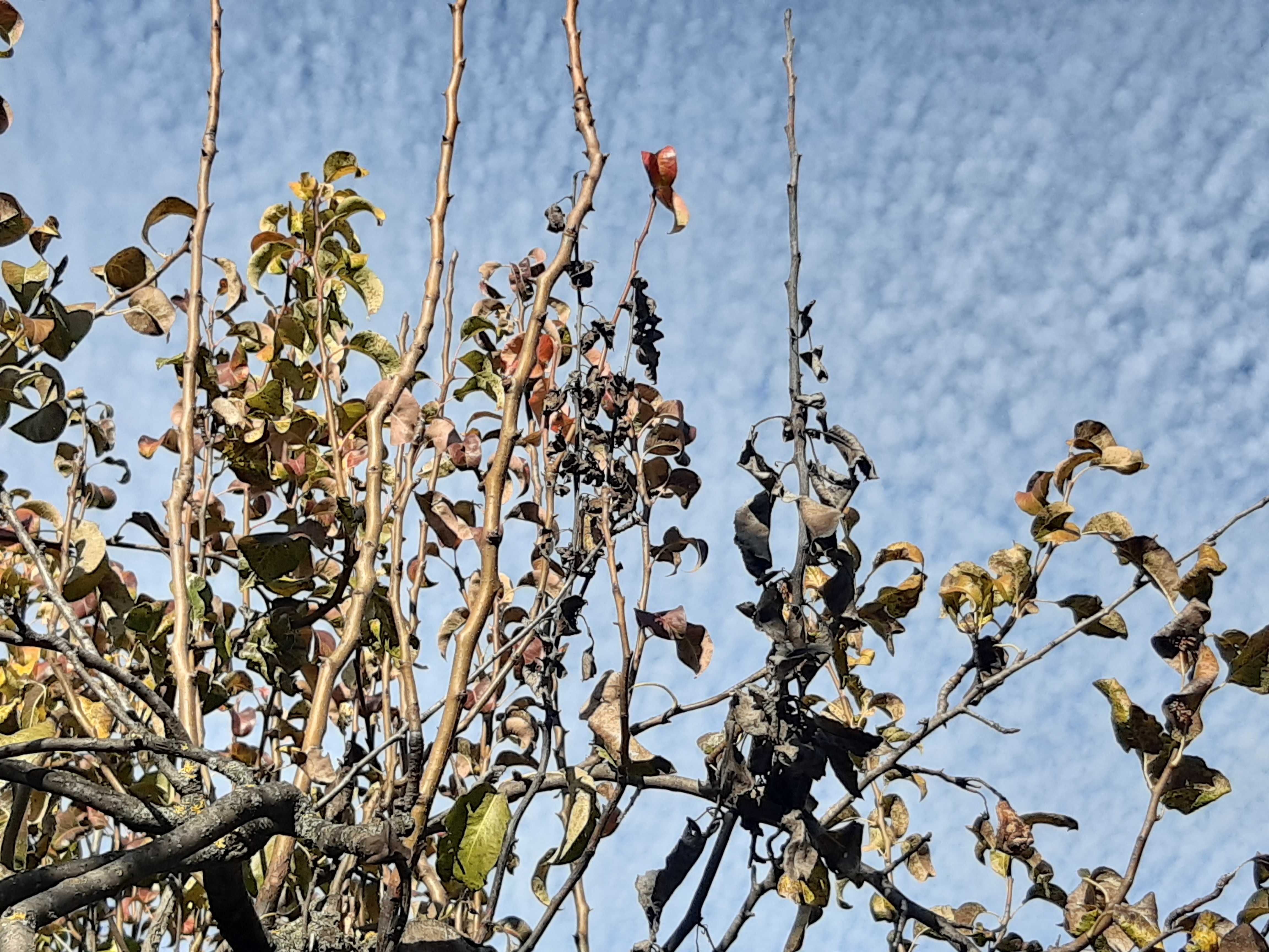 Foo alt-image description