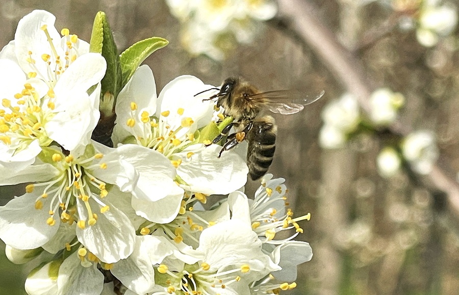 Foo alt-image description