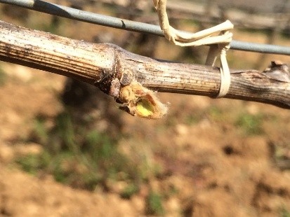 Foo alt-image description