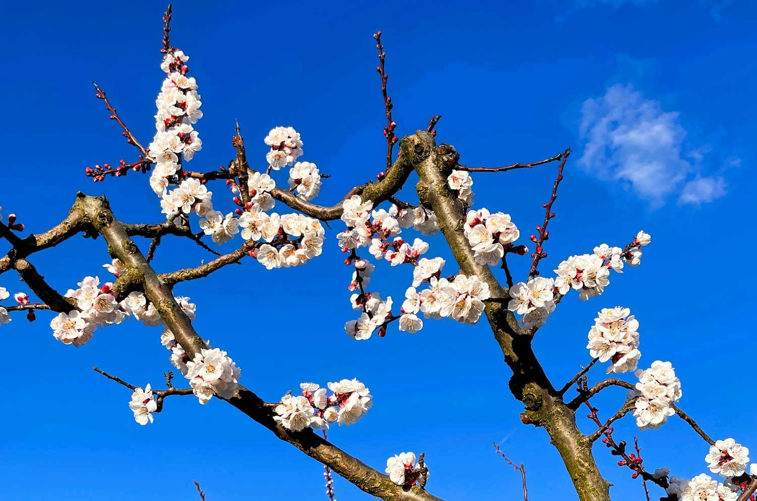 Foo alt-image description