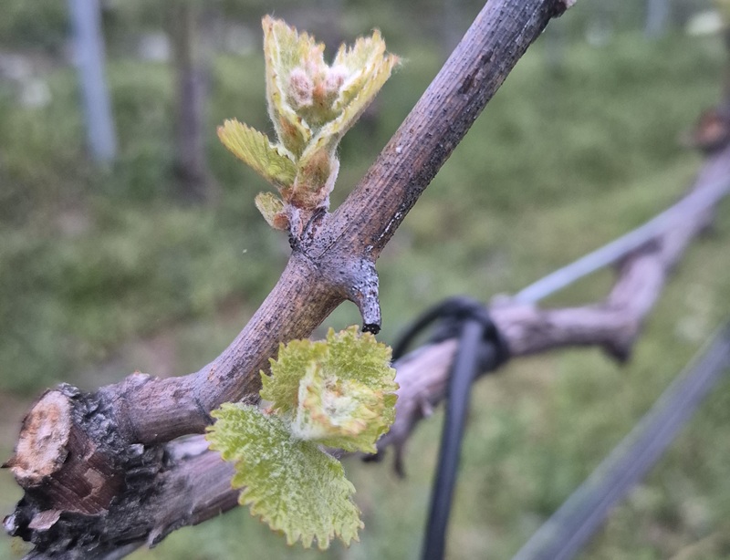 Foo alt-image description