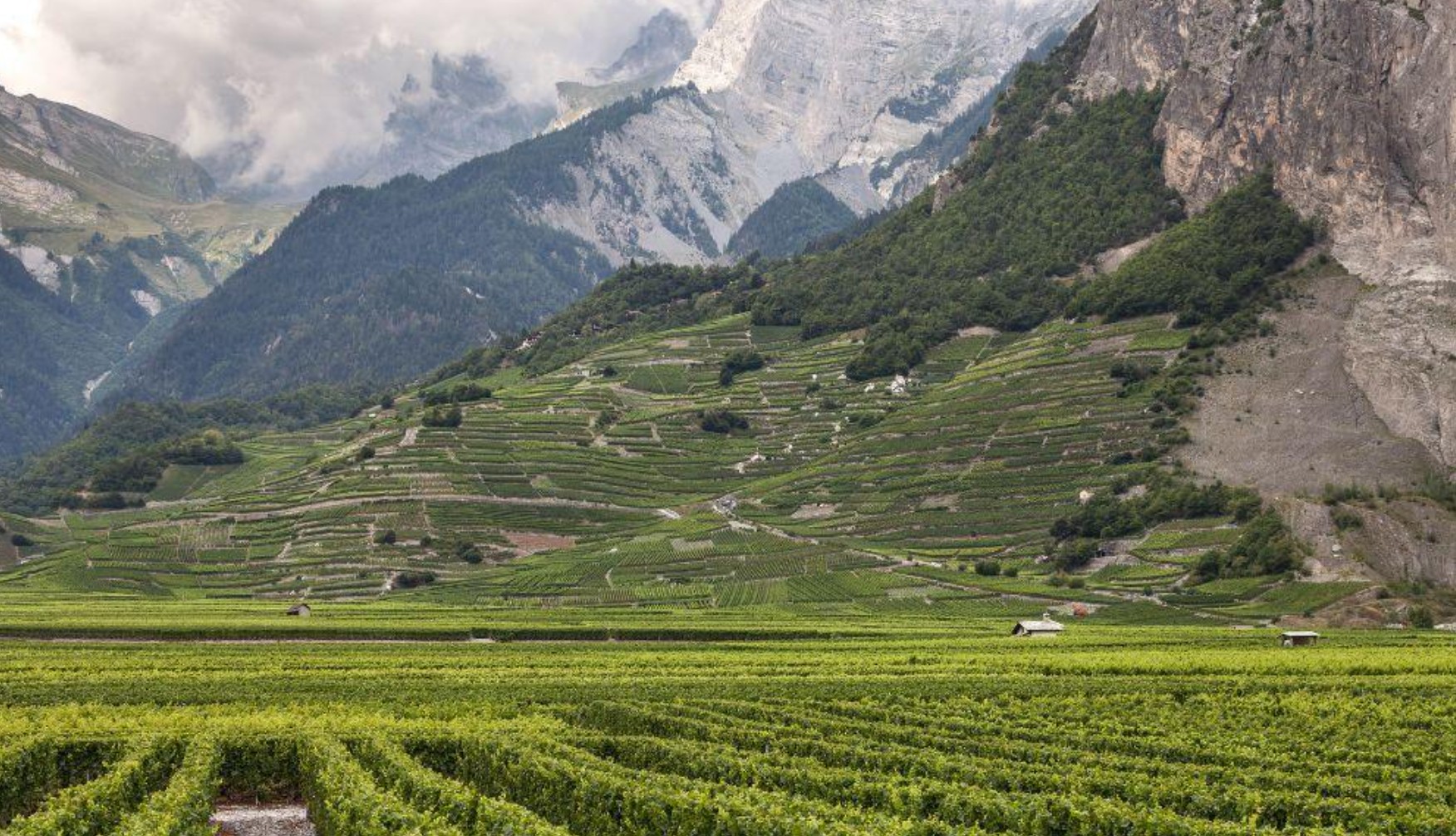 Foo alt-image description