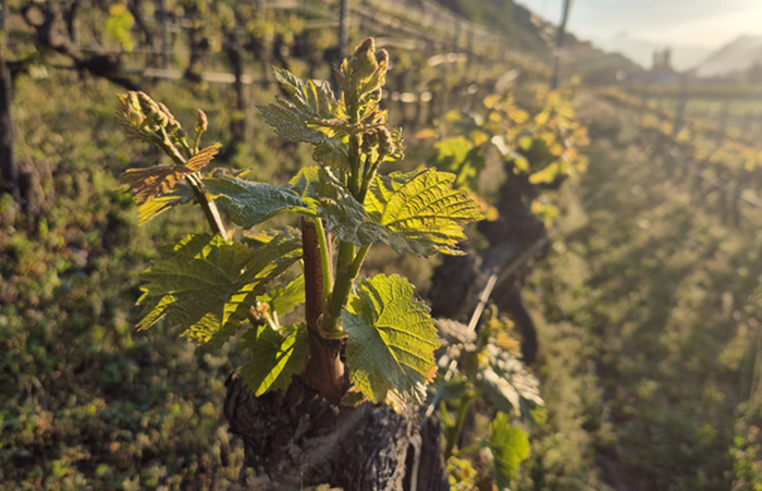 Foo alt-image description